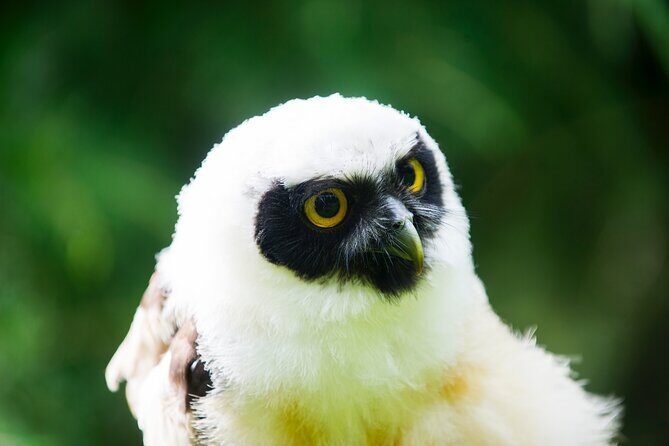Private Family Bird of Prey Experience in Carlisle - A Closer Look at the Experience