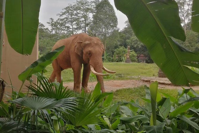 Private Family Day Tour in Guangzhou to Grandview Aquarium and Guangzhou Zoo - What the Tour Offers and Why It Matters