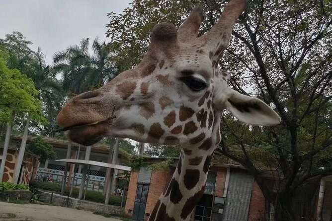Private Family Day Tour in Guangzhou to Grandview Aquarium and Guangzhou Zoo - The Itinerary Explored in Detail