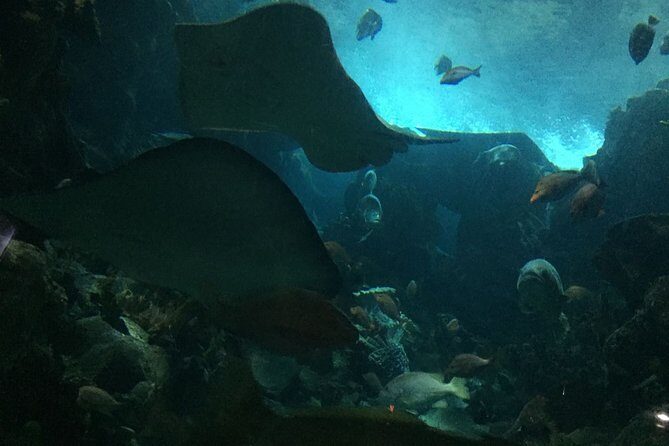 Private Family Day Tour in Guangzhou to Grandview Aquarium and Guangzhou Zoo - Who Will Love This Tour?