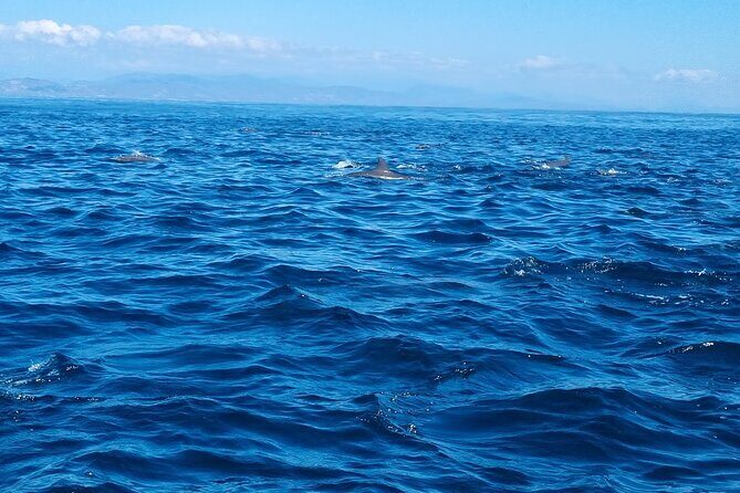 Private Family Dolphin and Whale Tour in Puerto Escondido - The Sum Up