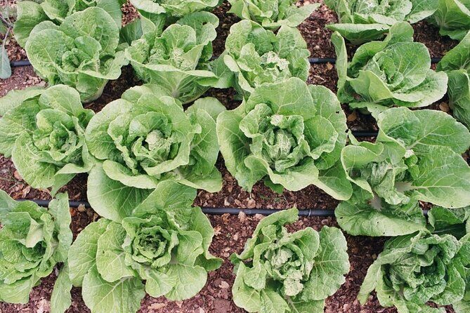 Private Farm Workshop in Napa Valley - An Authentic Look at Sustainable Farming in Napa