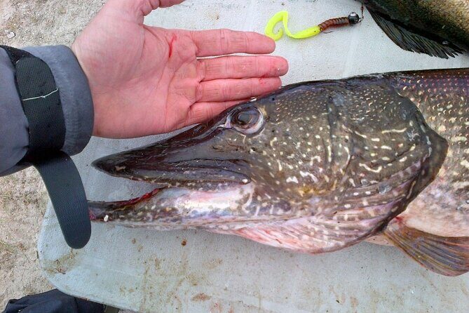 Private Fishing Adventure on the St. Lawrence River - Evaluating the Value