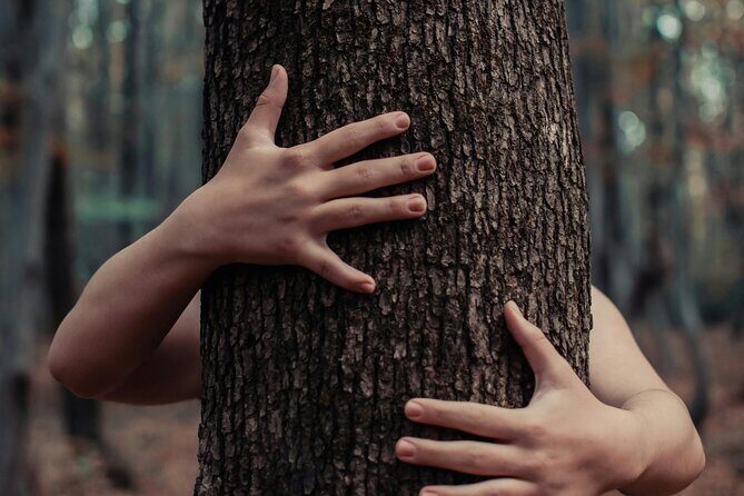 Private Forest Bathing Experience Connect with Nature - Pricing and Value