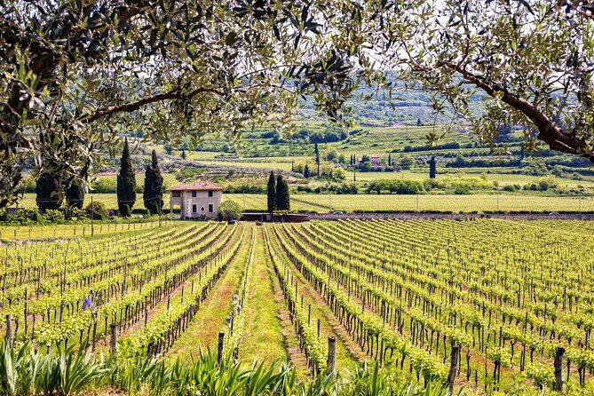 Private Frascati Day Trip With Lunch & Wine Tasting in a Vineyard - Final Thoughts