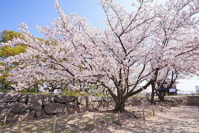 Private Fukuoka Tour with a Local, Highlights & Hidden Gems 100% Personalised - Who Should Book This Tour?