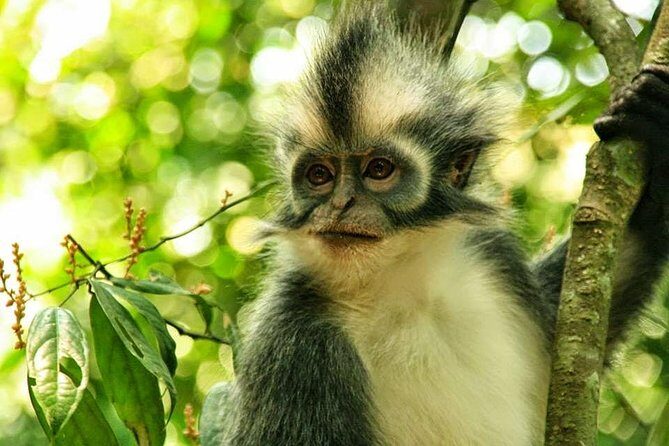 Private Full-Day Bukit Lawang Trekking Tour From Medan - In-Depth Look at the Bukit Lawang Trekking Tour