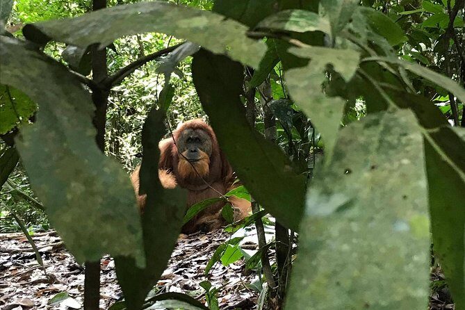 Private Full-Day Bukit Lawang Trekking Tour From Medan - Who Is This Tour Best For?