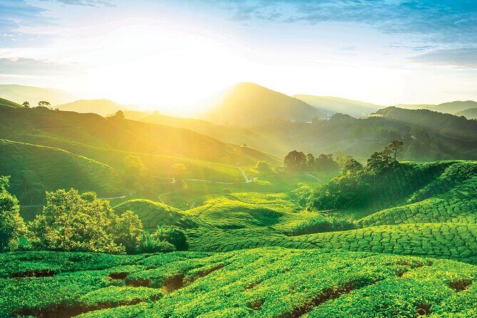 Private Full-Day Cameron Highlands Nature Tour from Kuala Lumpur - Who is This Tour Best Suited For?