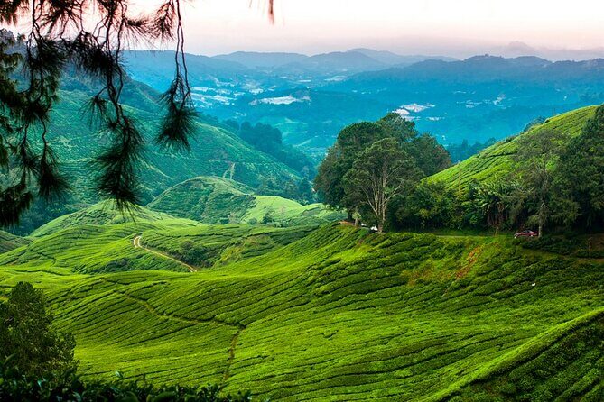 Private Full-Day Cameron Highlands Nature Tour from Kuala Lumpur - FAQs