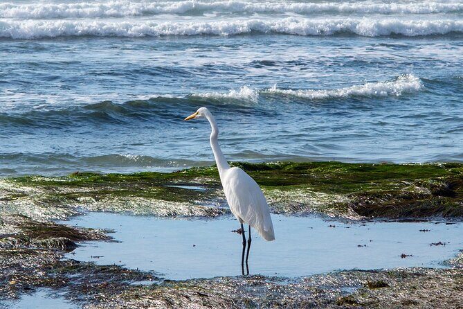 Private Full Day Coastal Tour from San Diego with private driver/guide - Value for Money