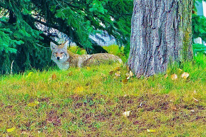 Private Full Day Experience Banff and Canmore Tour - Transportation and Comfort