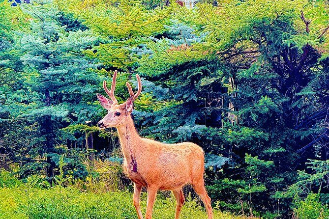 Private Full Day Experience Banff and Canmore Tour - Authentic Experiences and Real Guest Feedback