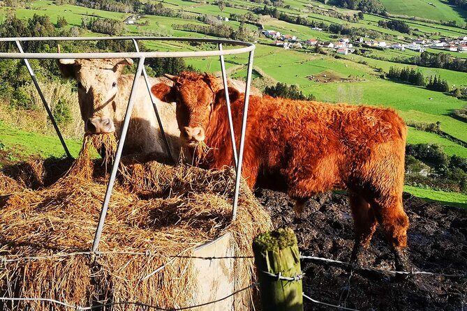 Private full day Faial, life on the island - Final Thoughts: Is This Tour Worth It?