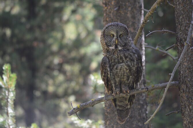 Private Full-Day Grand Canyon of Yellowstone Hiking Adventure - Frequently Asked Questions