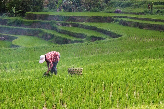 Private Full-Day Handara, Ulun Danu, Jatiluwih and Tanah Lot Tour - Final Thoughts: Is It Worth It?