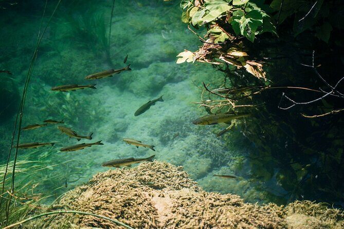 Private Full-Day Krka Waterfalls Tour with Wine Tasting - The Practicalities: What to Expect