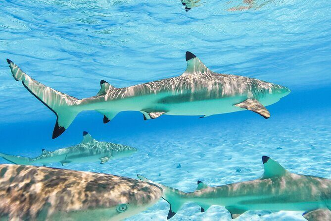 Private Full-Day Lagoon Adventure in Bora Bora with BBQ Lunch - The Sum Up: Is This Tour Right for You?