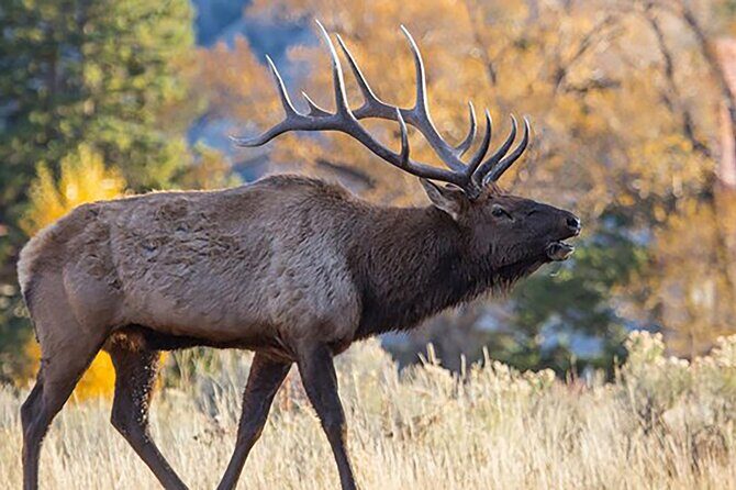 Private Full Day Luxury Tour at Yellowstone Park - Frequently Asked Questions