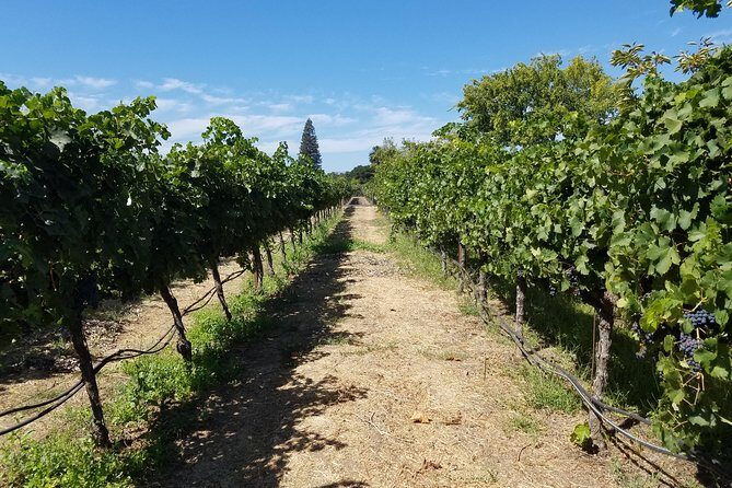 Private Full-Day Napa Wine Tour in a Luxury Vehicle - Authentic Experiences from Guests