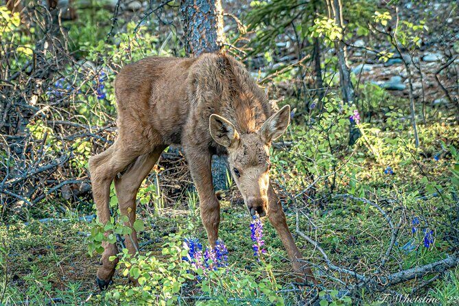 Private Full Day Photography Workshop of Fairbanks - FAQ