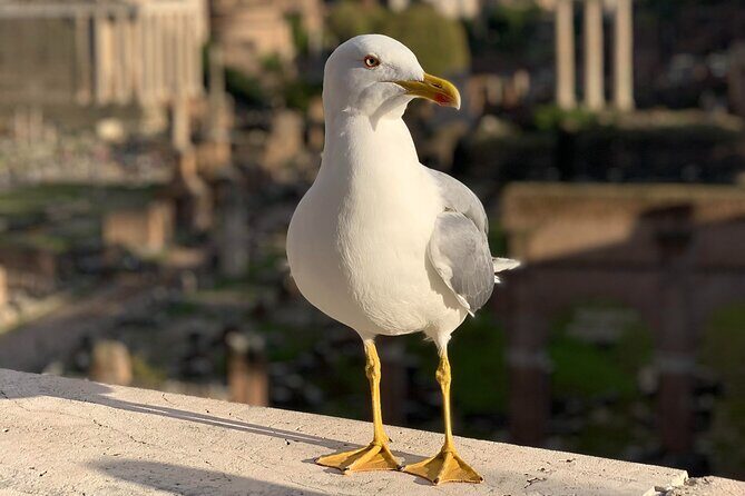 Private Full Day Rome Tour - Licensed Tour Guide, Executive Car - Frequently Asked Questions