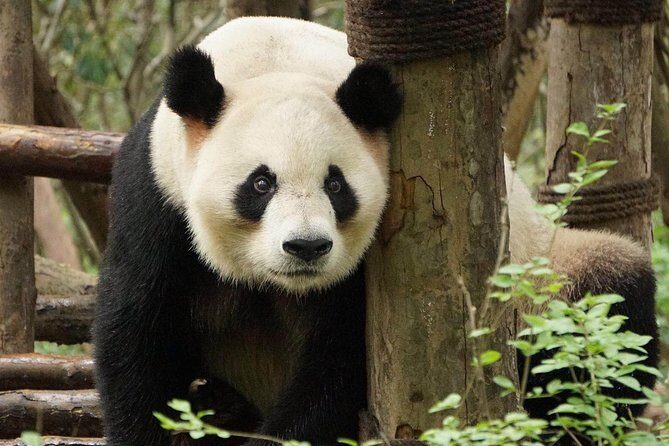 Private Full-Day Tour: Chengdu City Highlights - A Deep Dive into Chengdu’s Highlights