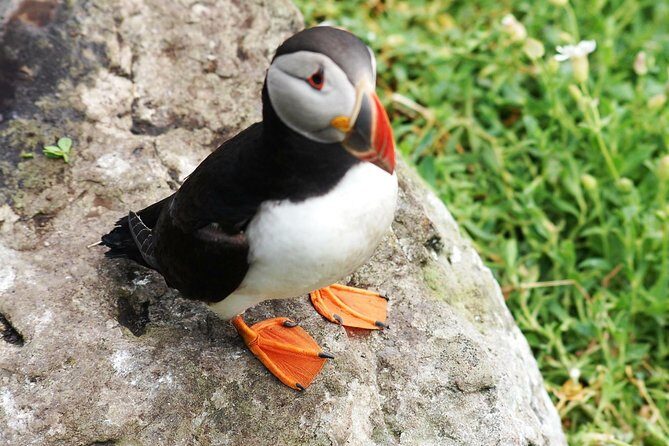 Private Full Day Tour From Killarney - Ring of Kerry/Skellig - Analyzing the Cost and Value