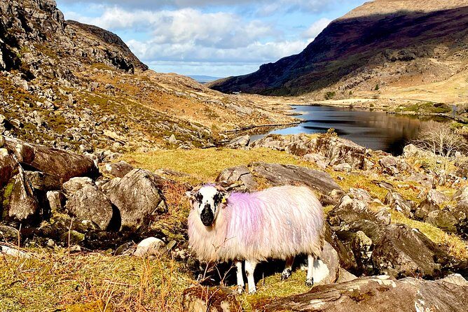 Private Full Day Tour From Killarney - Ring of Kerry/Skellig - Who Will Benefit Most?