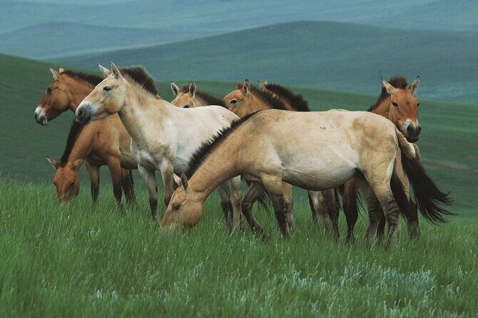 Private Full Day Tour in Khustain Nuruu National Park - Exploring Khustain Nuruu National Park: A Natural and Cultural Gem