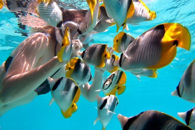 PRIVATE Full Day Tour : Moorea Snorkeling & Sailing on a Catamaran named Taboo - FAQ