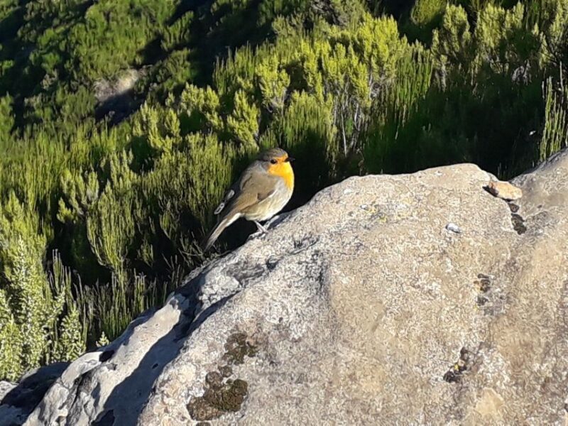 Private Full-Day Tour of North Coast and Laurissilva Forest - Exploring the Itinerary: What You Can Expect