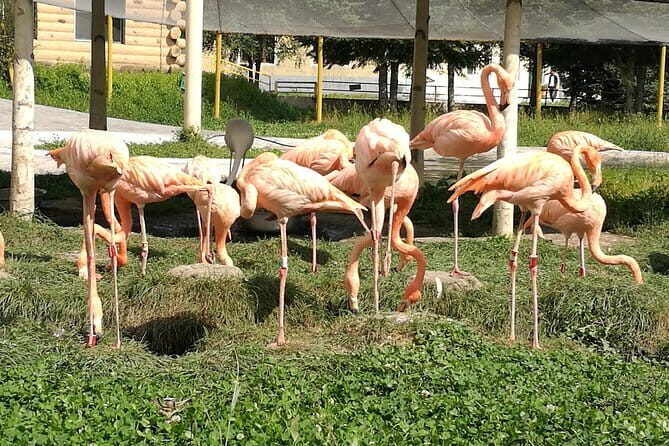 Private Full Day Tour to Harbin Beifang Forest Zoo and Optional Seafood Dinner - Exploring the Full-Day Harbin Beifang Forest Zoo Tour