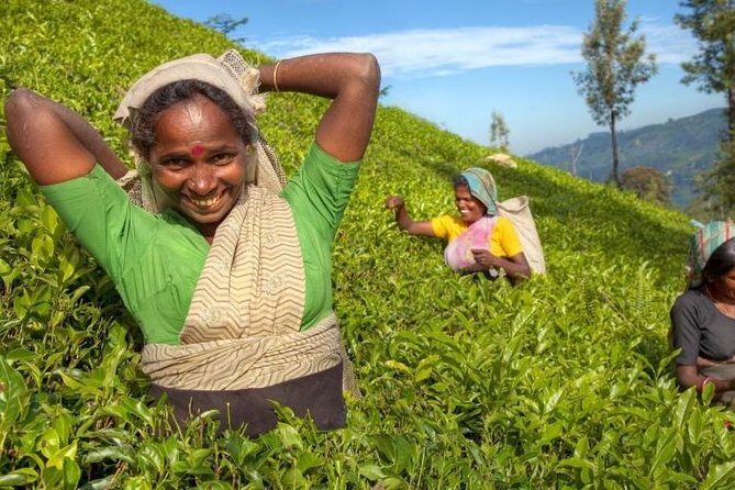 Private Full Day Tour to Nuwara Eliya from Kandy - Key Points