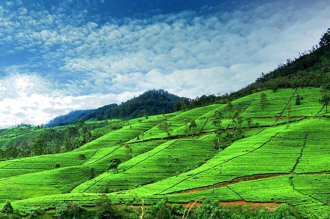 Private Full Day Tour to Nuwara Eliya from Kandy - The Full Experience: A Step-by-Step Breakdown