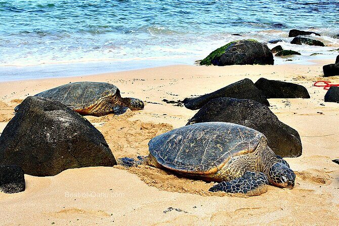 Private Full Day Town and Country Tour of Oahu - Final Thoughts