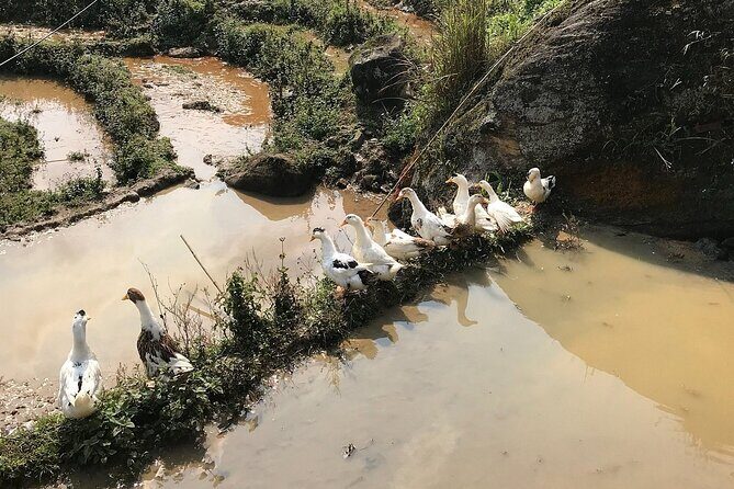 Private Full-Day Trekking Through Rice Terraced Fields from SAPA - A Deep Dive into the Experience
