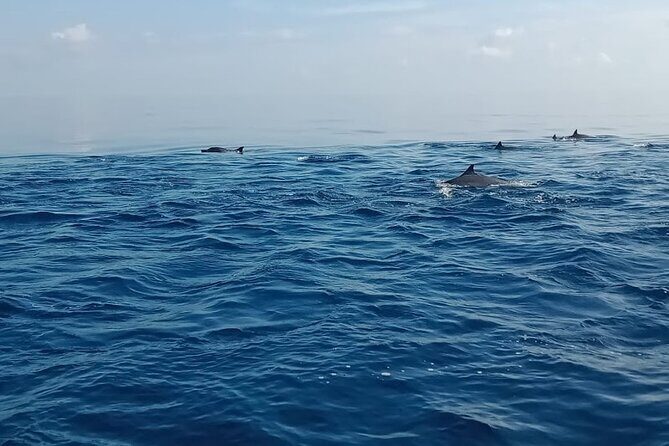 Private Full Day Trip Lovina Watching Dolphins and Wanagiri - Key Points