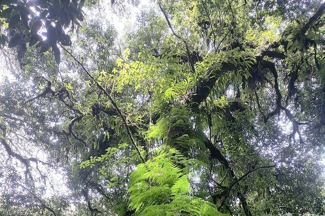 Private Full-Day Trip to Doiinthanon National Park - Final Thoughts