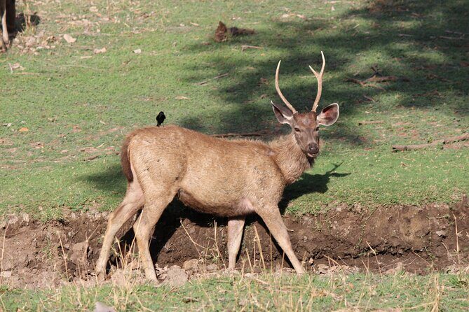 Private Full Day Trip to Ranthambore - FAQ