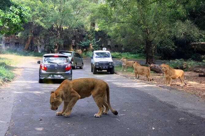 Private Full Day Trip to Taman Safari From Jakarta - Key Points