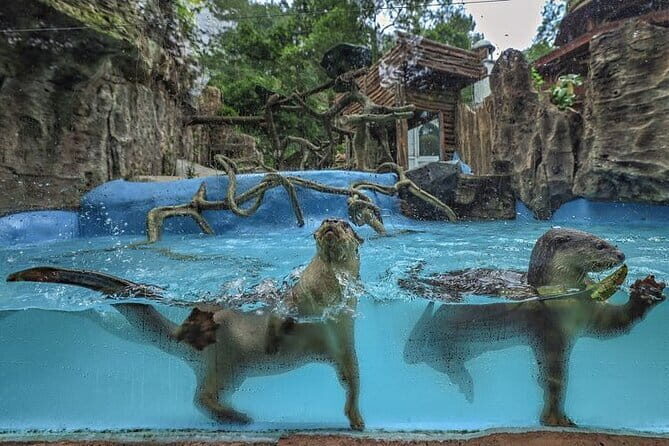 Private Full Day Trip to Taman Safari From Jakarta - Transportation and Comfort