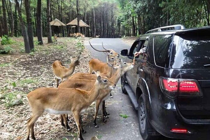 Private Full Day Trip to Taman Safari From Jakarta - Authentic Experiences and Honest Feedback