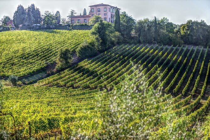 PRIVATE Full-Day Wine Experience in Chianti Classico. - Montefioralle: Tuscany’s Medieval Jewel