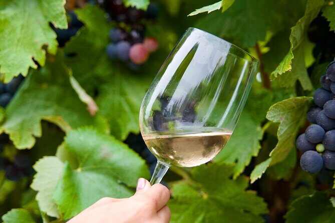Private Full Day Wine Tasting Tour from Lisbon to Setubal - Final Thoughts