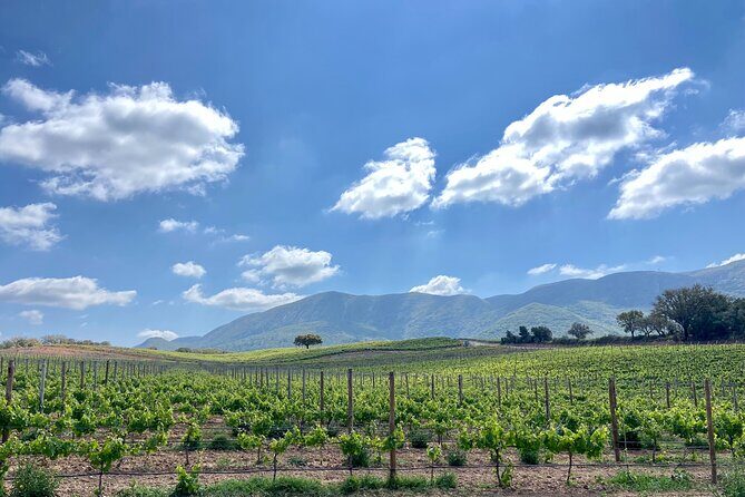 Private Full-Day Wine Tour Arrábida from Lisbon with Tastings - Logistics and Practical Details