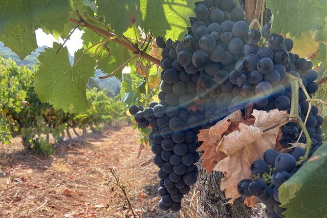 Private Full-Day Wine Tour Arrábida from Lisbon with Tastings - The Value Proposition