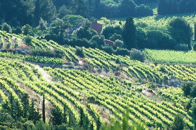 Private Full Day Wine Tour in Provence - Who Should Book This Tour?
