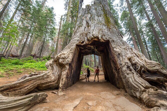 Private Full Day Yosemite National Park Tour from San Francisco - Key Points