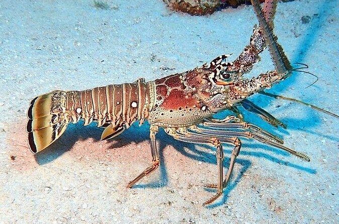 Private Fun Fishing Charter - Authenticity and Value: What Travelers Say and Why It Matters